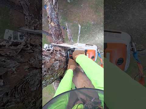 STIHL MS 201 T C-M Gas Powered 14 Inch In-Tree Chainsaw with M-Tronic | Top Handle