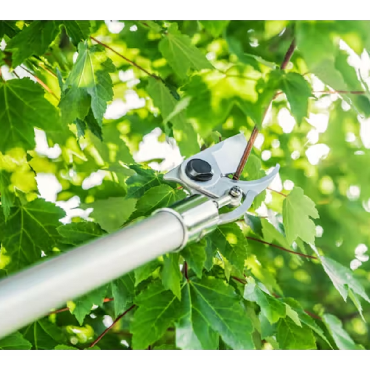 STIHL PP 101 Long Reach Pruner | 7010 871 0407 | Main Street Mower | Winter Garden | Clermont | Ocala