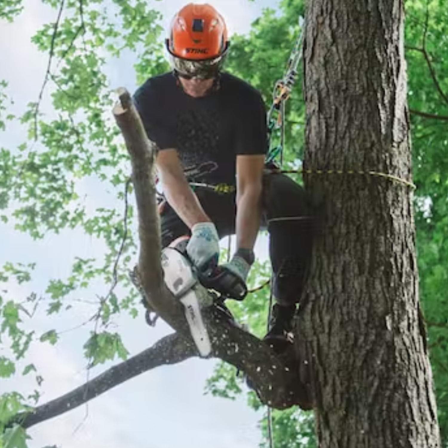 Stihl MS 151 T C-E Gas Powered Chain Saw Easy2Start - Main Street Mower | Winter Garden, Ocala, Clermont