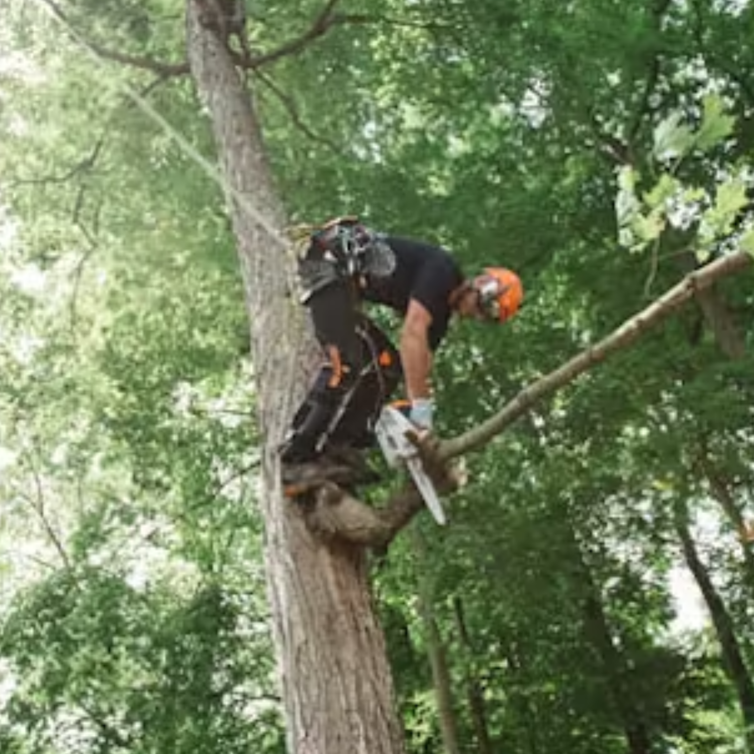 Stihl MS 151 T C-E Gas Powered Chain Saw Easy2Start - Main Street Mower | Winter Garden, Ocala, Clermont