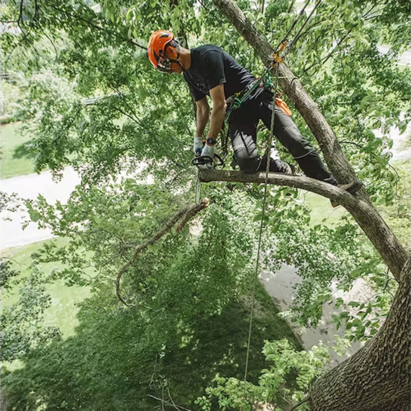 Stihl MS 194 T Chain Saw - Main Street Mower | Winter Garden, Ocala, Clermont