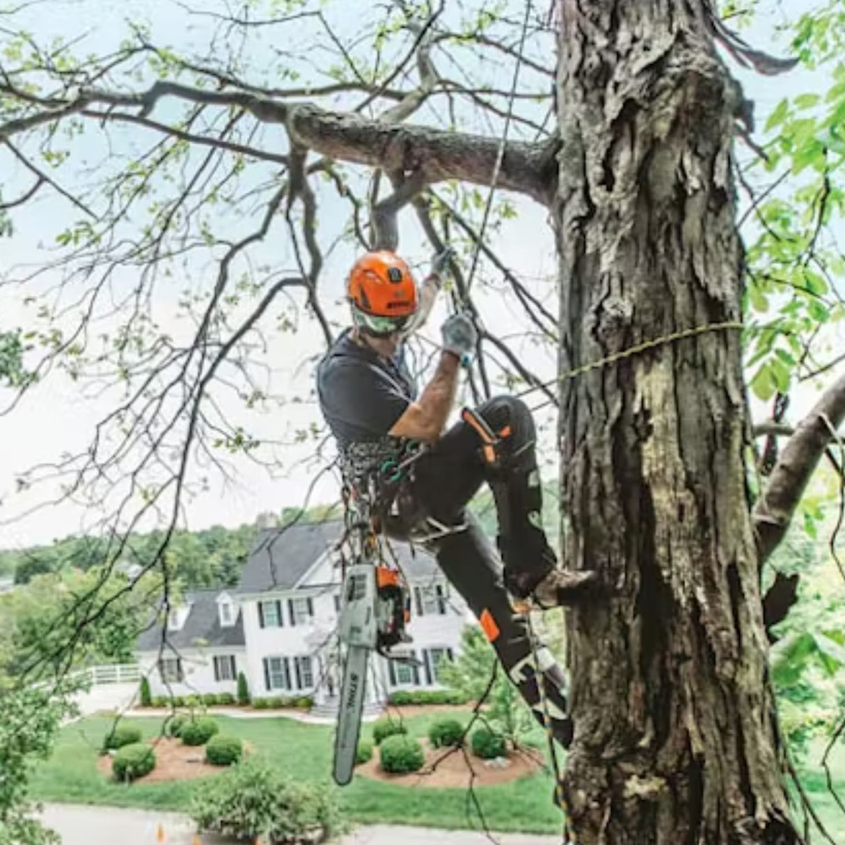 STIHL MS 201 T C-M Gas Powered 14 Inch In-Tree Chainsaw with M-Tronic | Main Street Mower | Winter Garden | Clermont | Ocala
