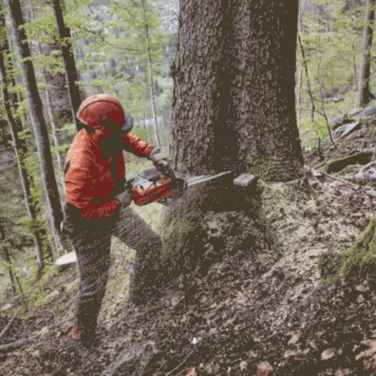 STIHL MS 462 Gas Powered Chainsaw w/Quickstop | Main Street Mower | Winter Garden | Clermont | Ocala